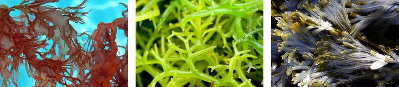 seaweed extract